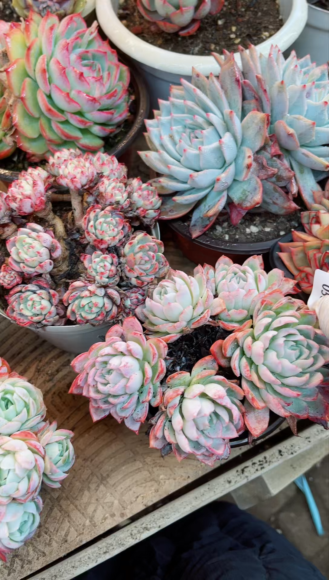 【闪购商品】05041