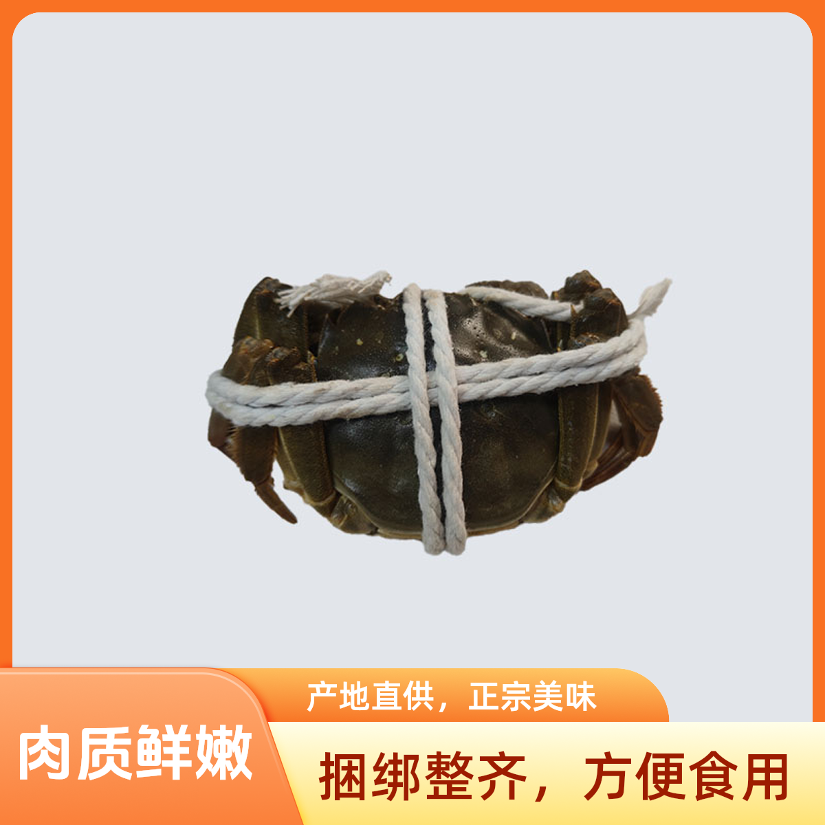 活蟹江苏大闸蟹母蟹2两母10只