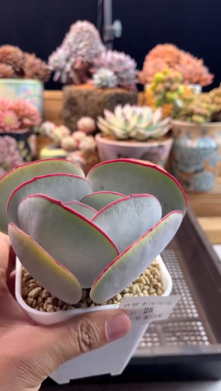 【闪购商品】1.21-25白眉