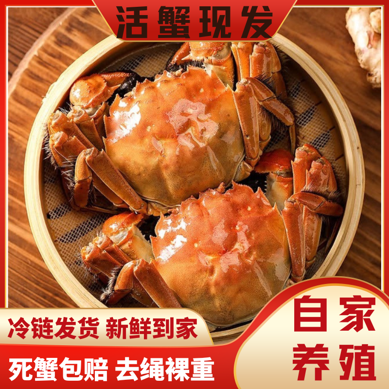 【活蟹现发】精品大闸蟹全母蟹3.5两8/10只装礼盒 冷链包邮秋觅阳澄