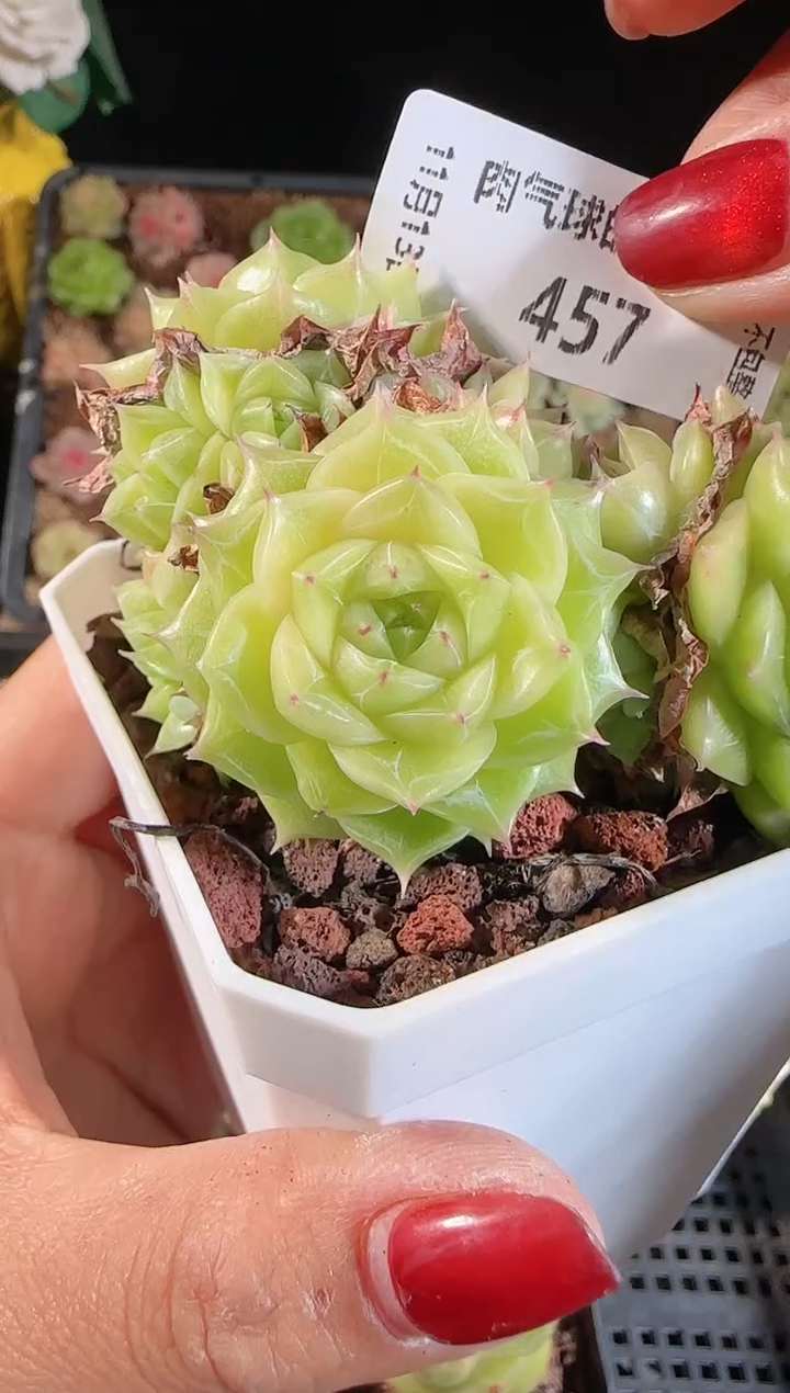 1113-457群生不包整