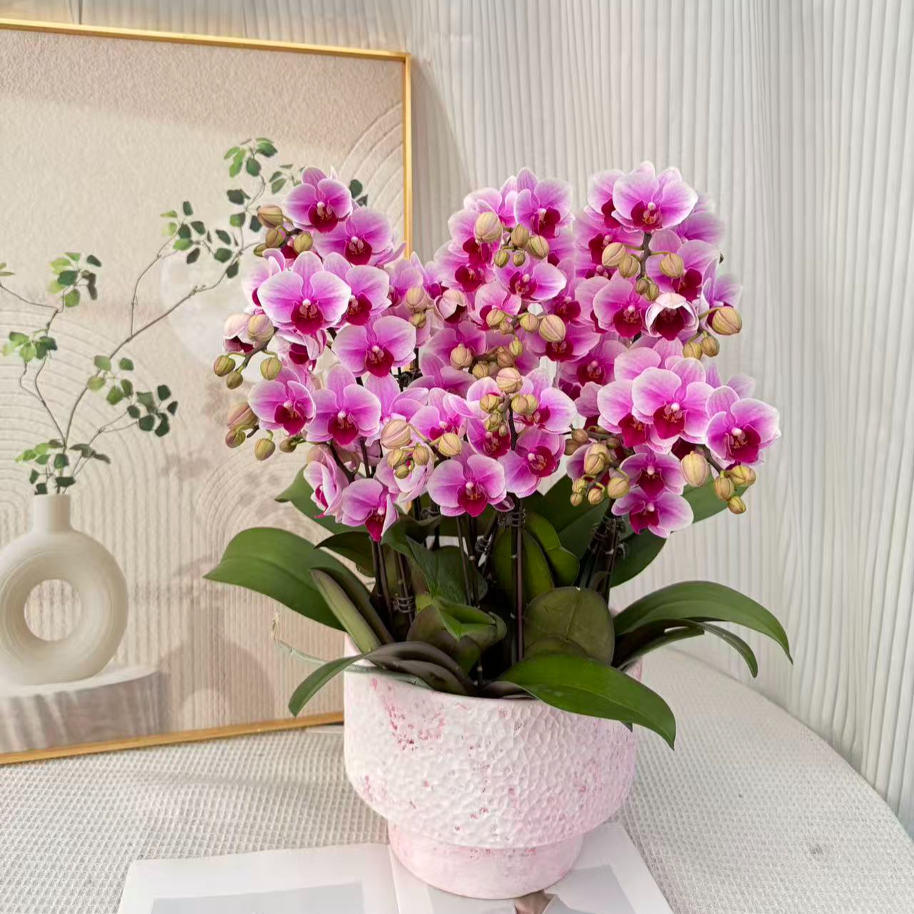 蝴蝶兰《粉红珍珠》紫色系经典品种花期长好养耐养懒人绿植基地直发