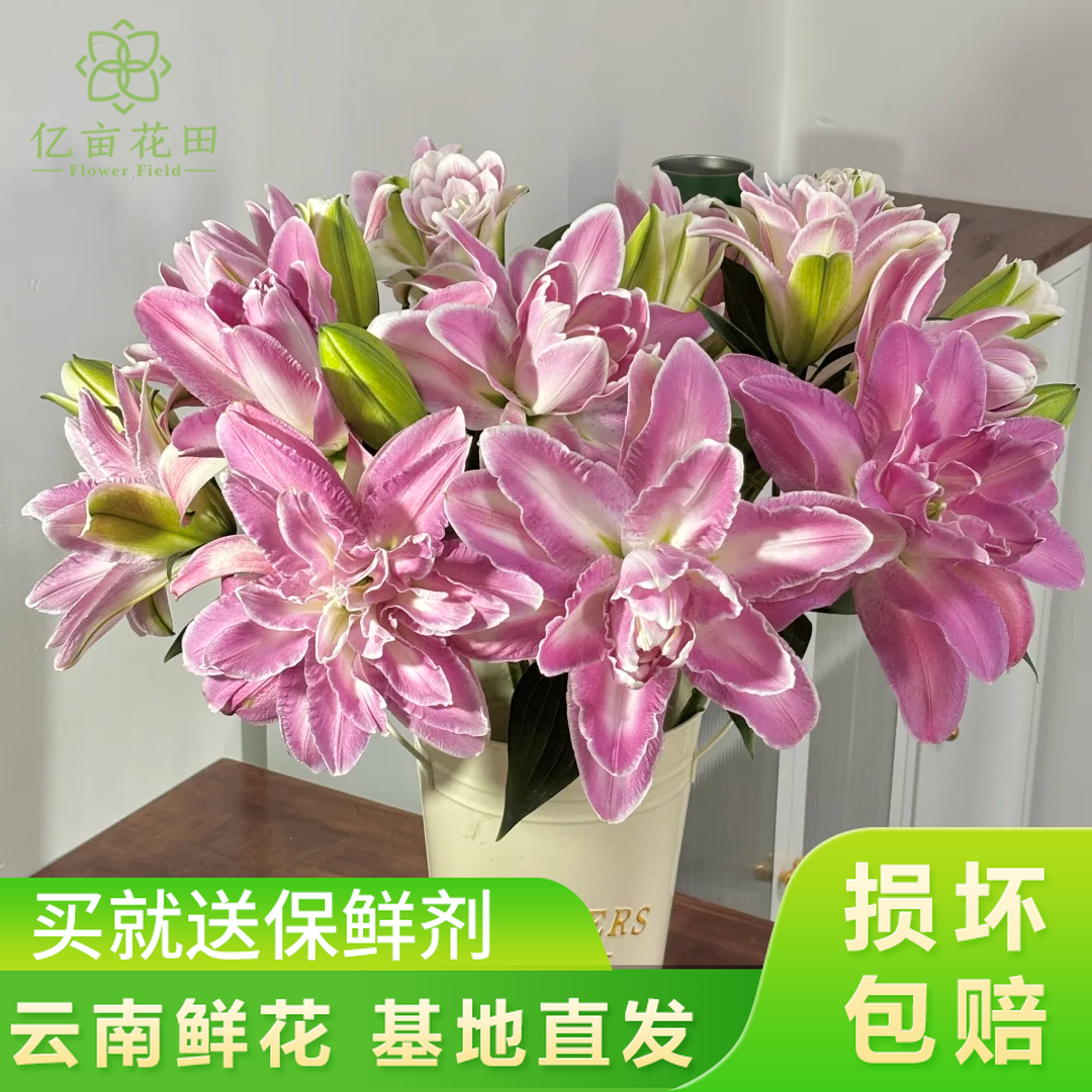【粉色重瓣香水百合莲花仙子双头】云南鲜花 全店任意两件升级顺丰