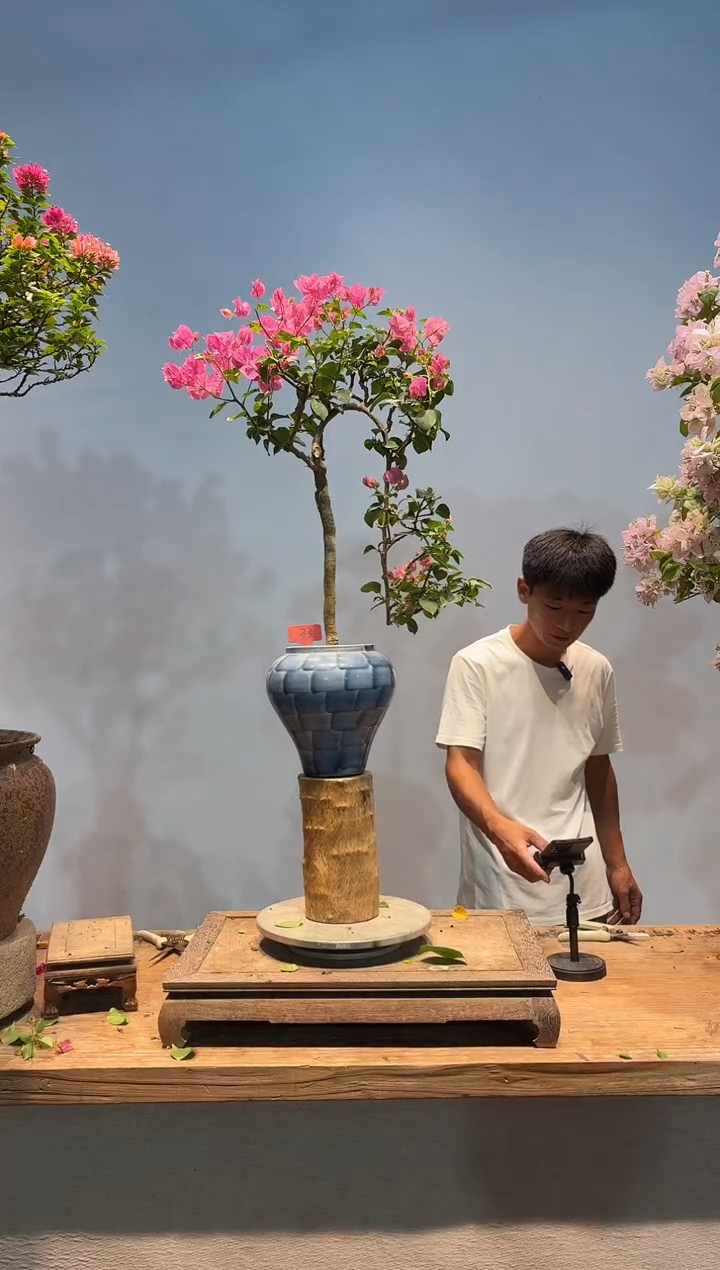 全部花朵醉***膝三角梅33