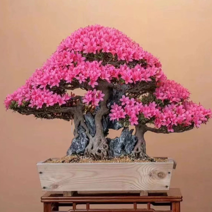 杜鹃盆栽松柏杂木