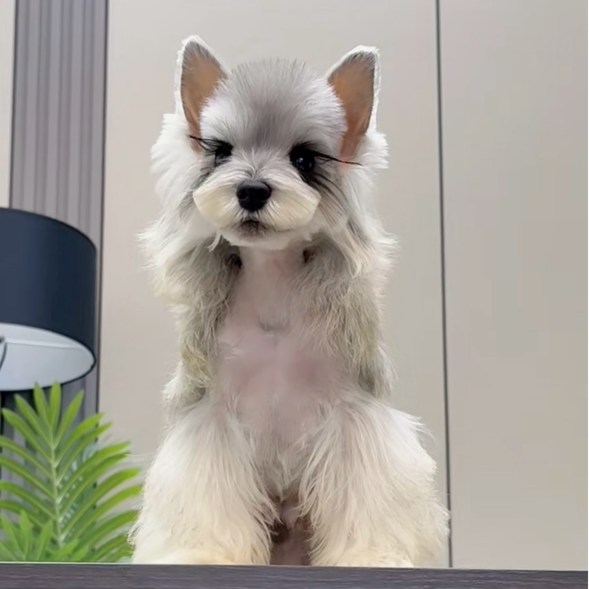 【牛牛雪纳瑞C】宠物活体狗小狗雪纳瑞小型犬