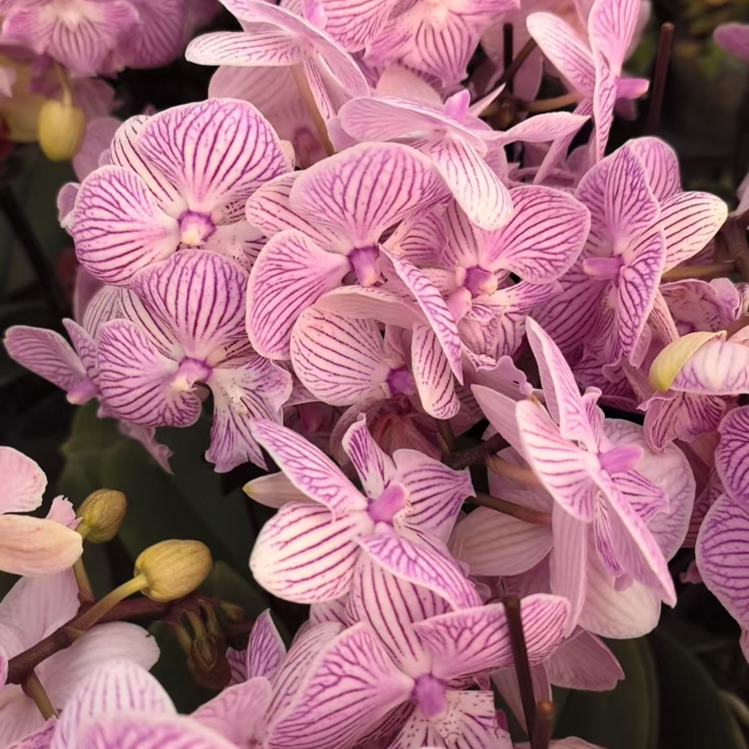 [梦幻精灵]蝴蝶兰带花带花苞四季开花花期长室内花卉绿植盆栽