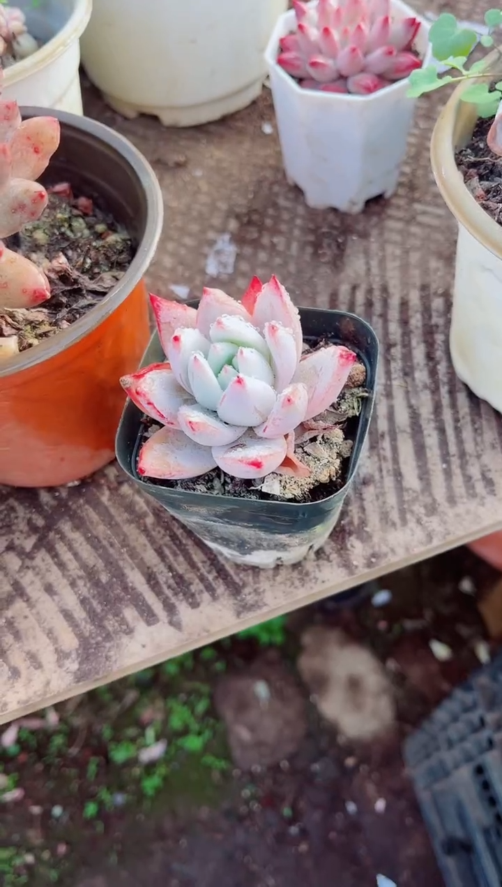 y**?跃跃精品多肉10024