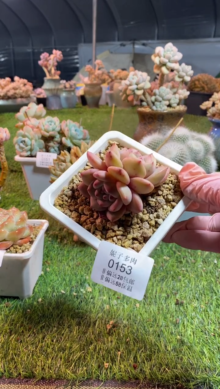 【闪购商品】0153a