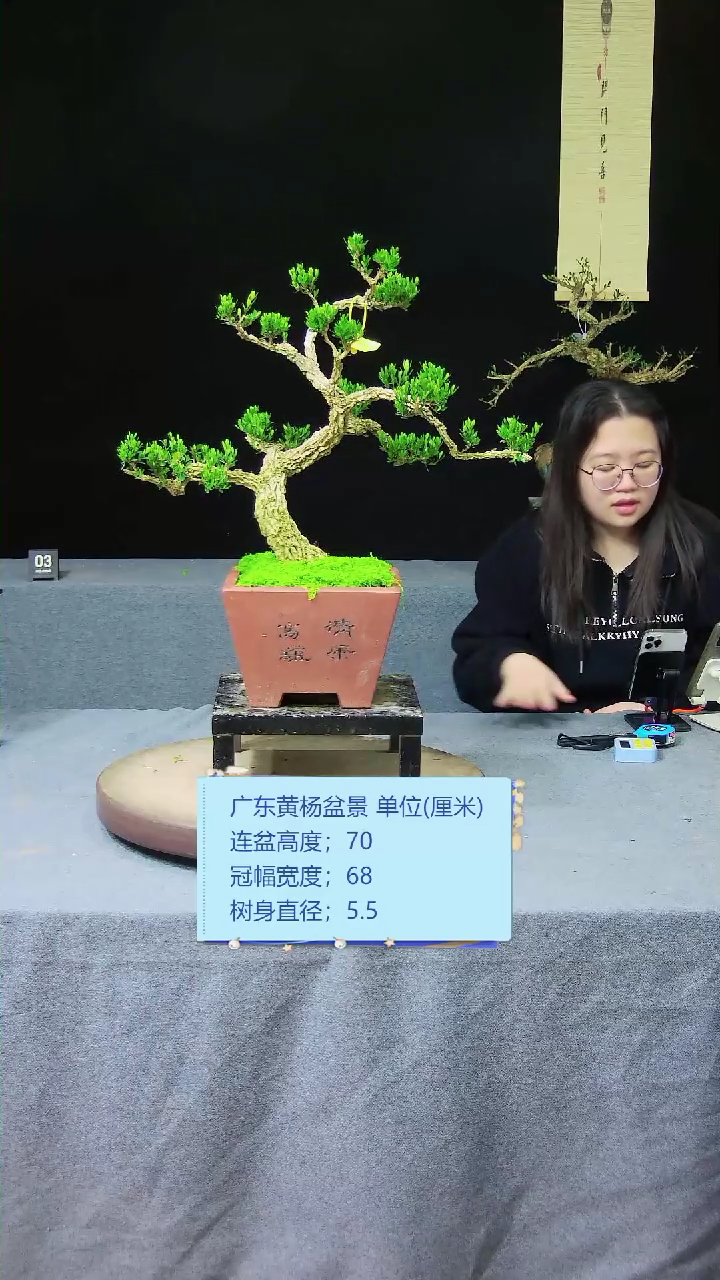 【闪购商品】黄杨盆景黄杨盆景