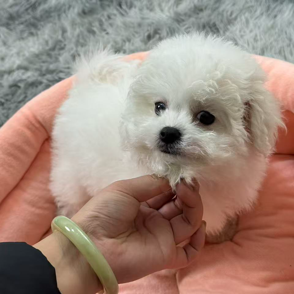 小体比熊3号妹妹疫苗齐全无瑕疵