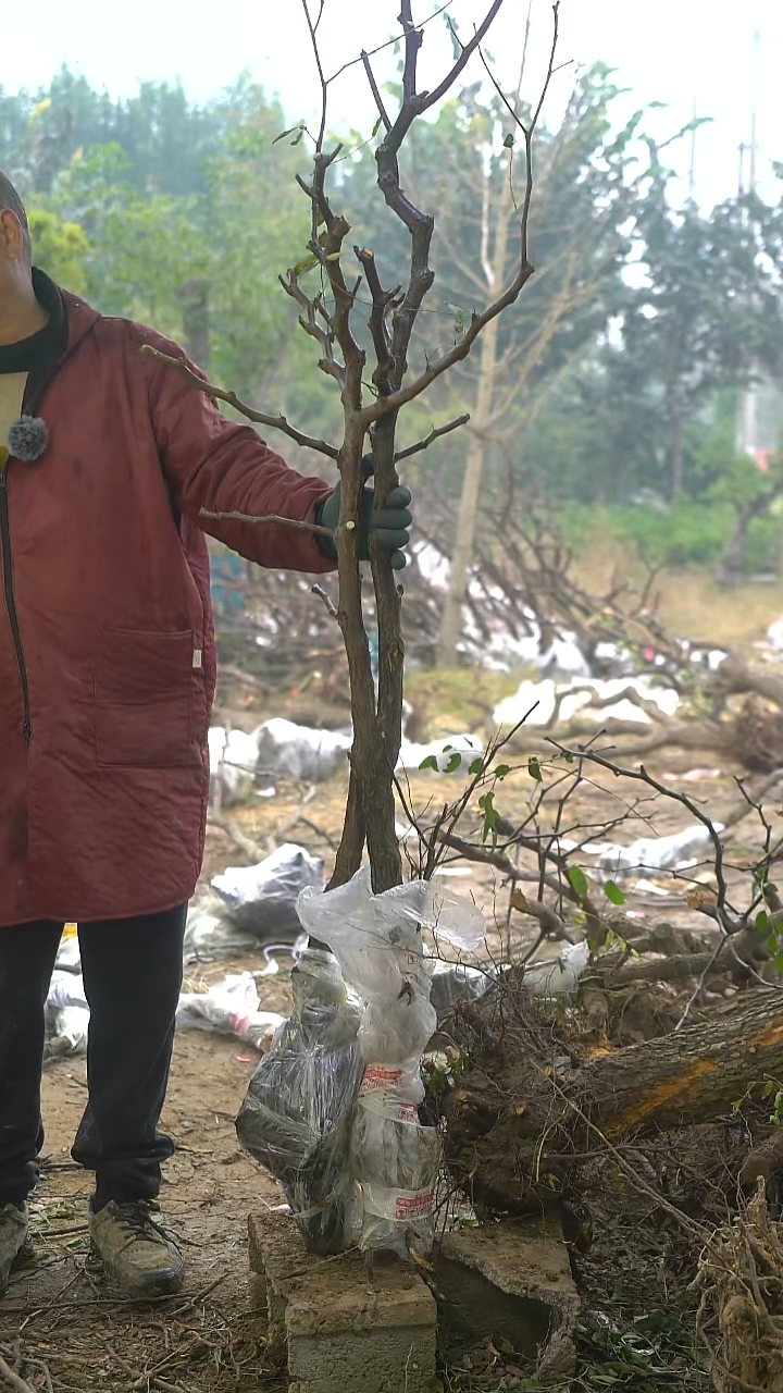 完全开放枣树216