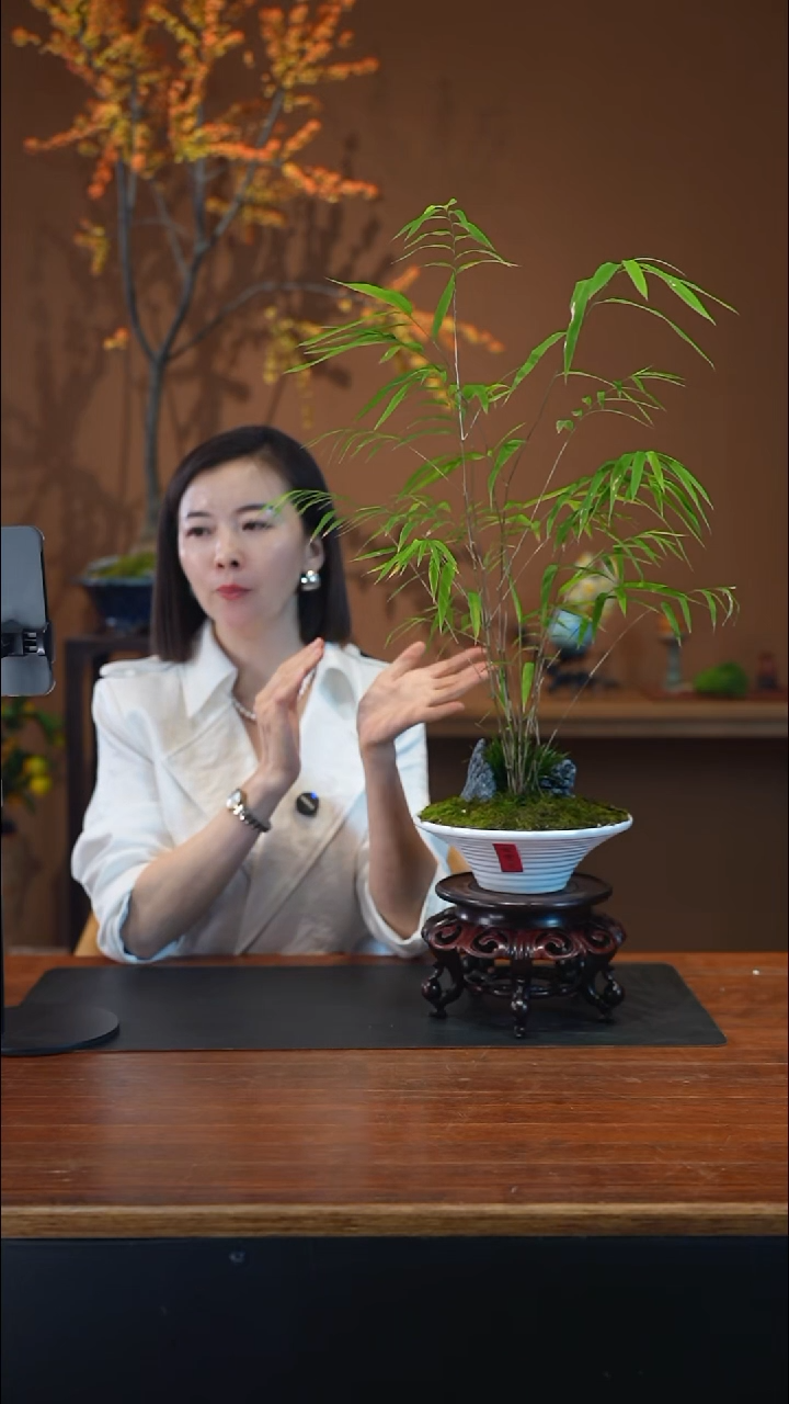 全部花朵内门竹盆景盆景盆景