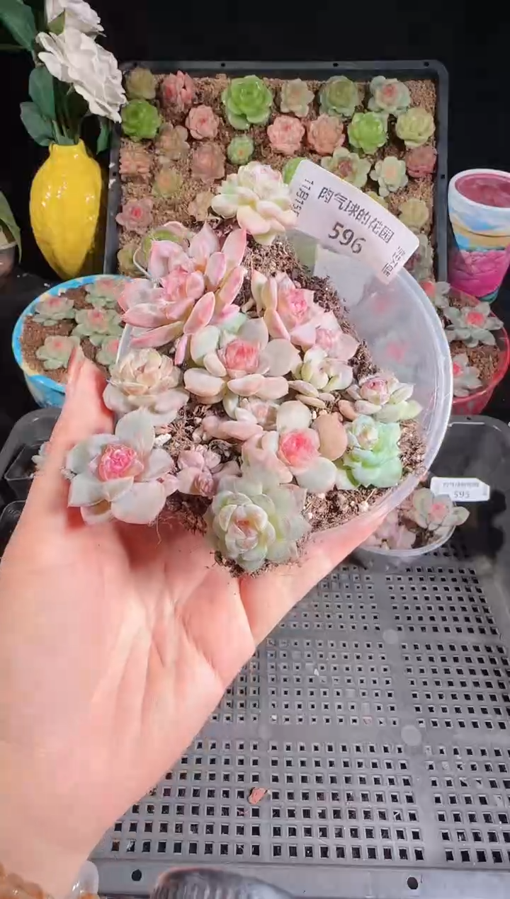 1115-596切糕群生不包整