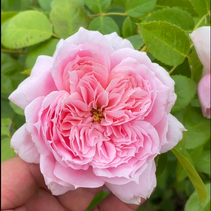 复古珊瑚爬藤月季浓香大花耐寒耐晒开花大抗性好南北方都可以种植