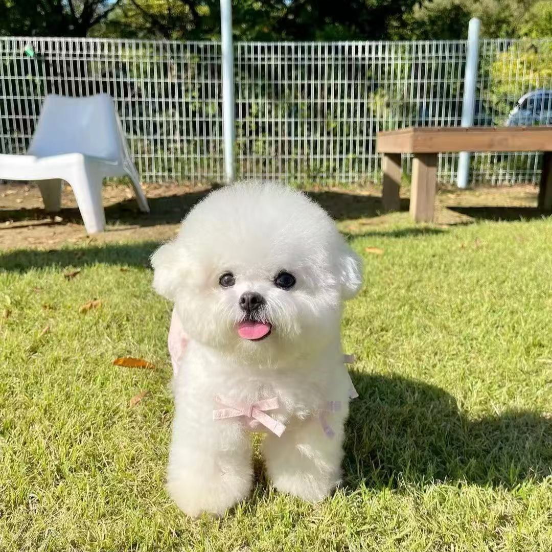 【开封崽崽宠物】宠物狗狗活体全款链接