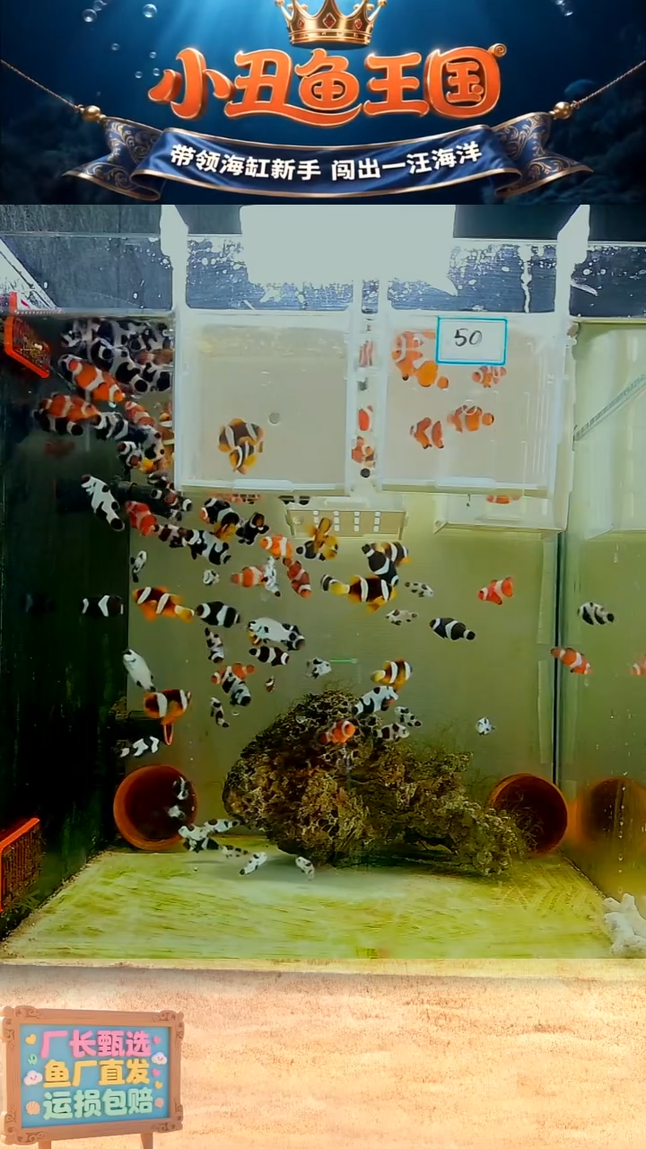 海水鱼金双带一对 3.5-4全品