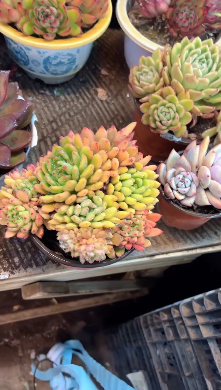 花***宿阿迷洲多肉花卉28433