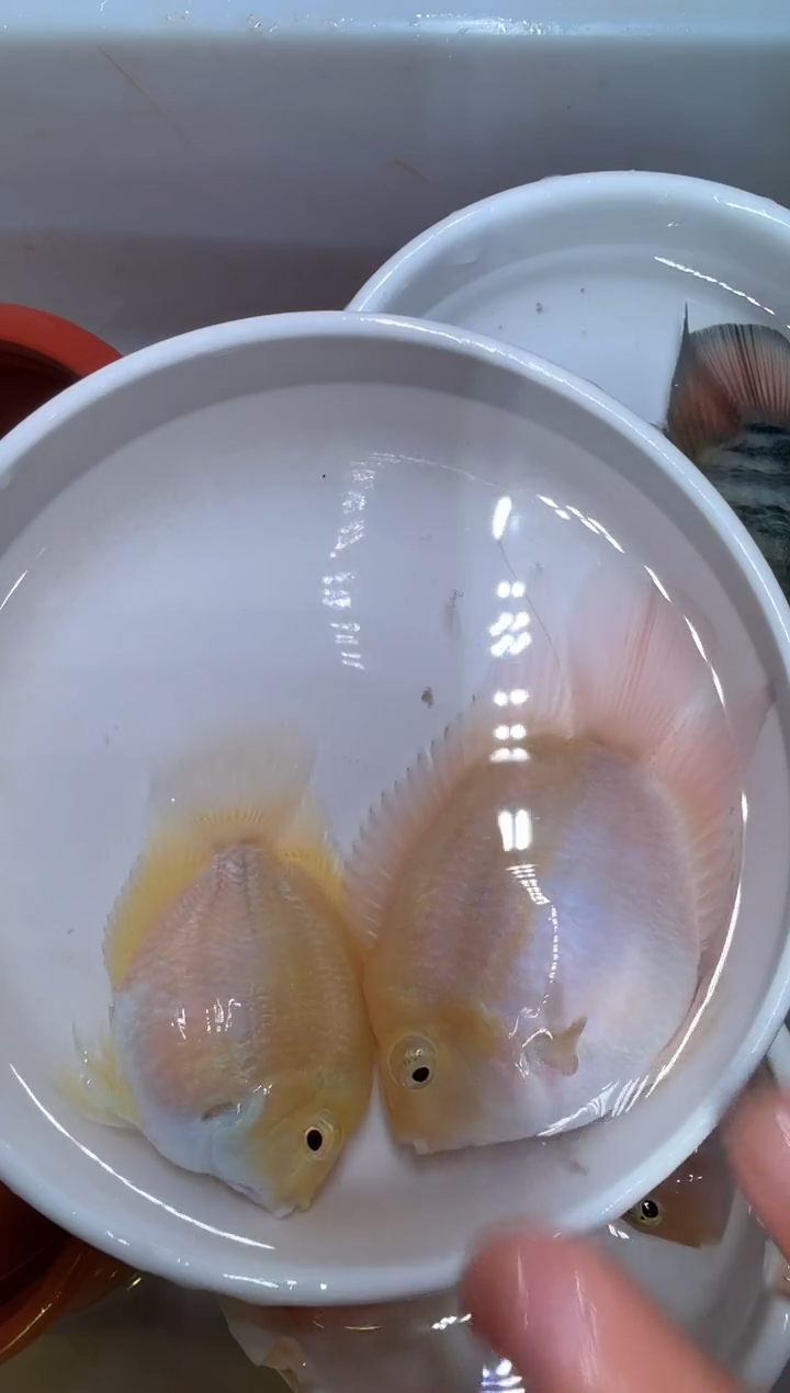 鹦鹉鱼白金一对   