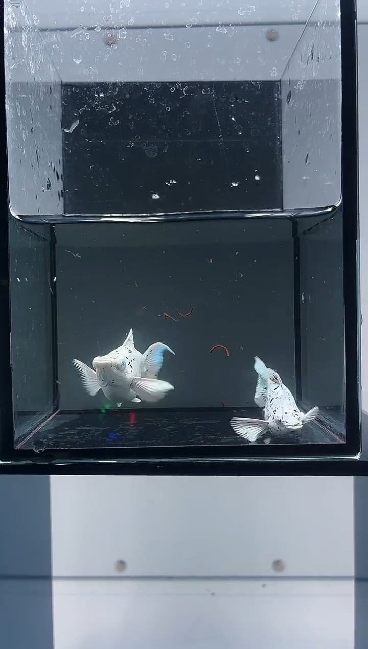 黑玛丽鱼奶牛一对-78