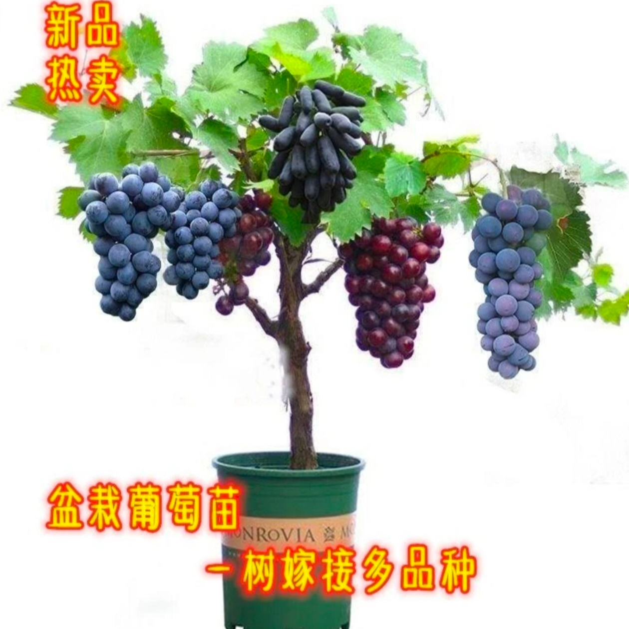 正宗嫁接一树两品种葡萄树苗带盆带土发货爬藤阳台盆栽庭院栽地