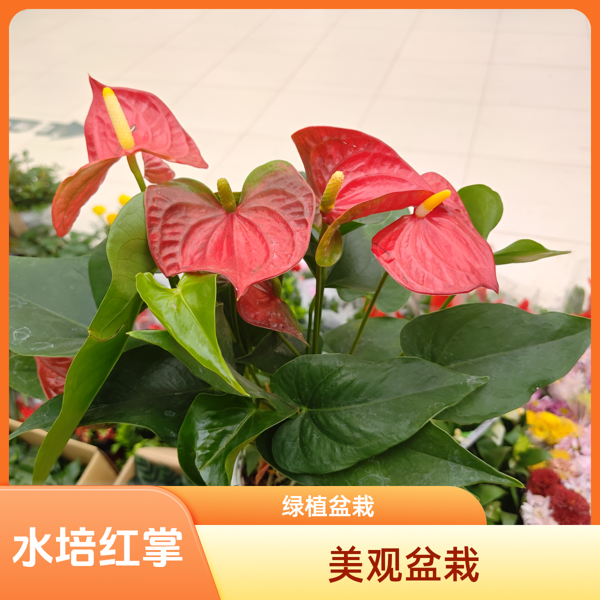 水培红掌绿植盆栽