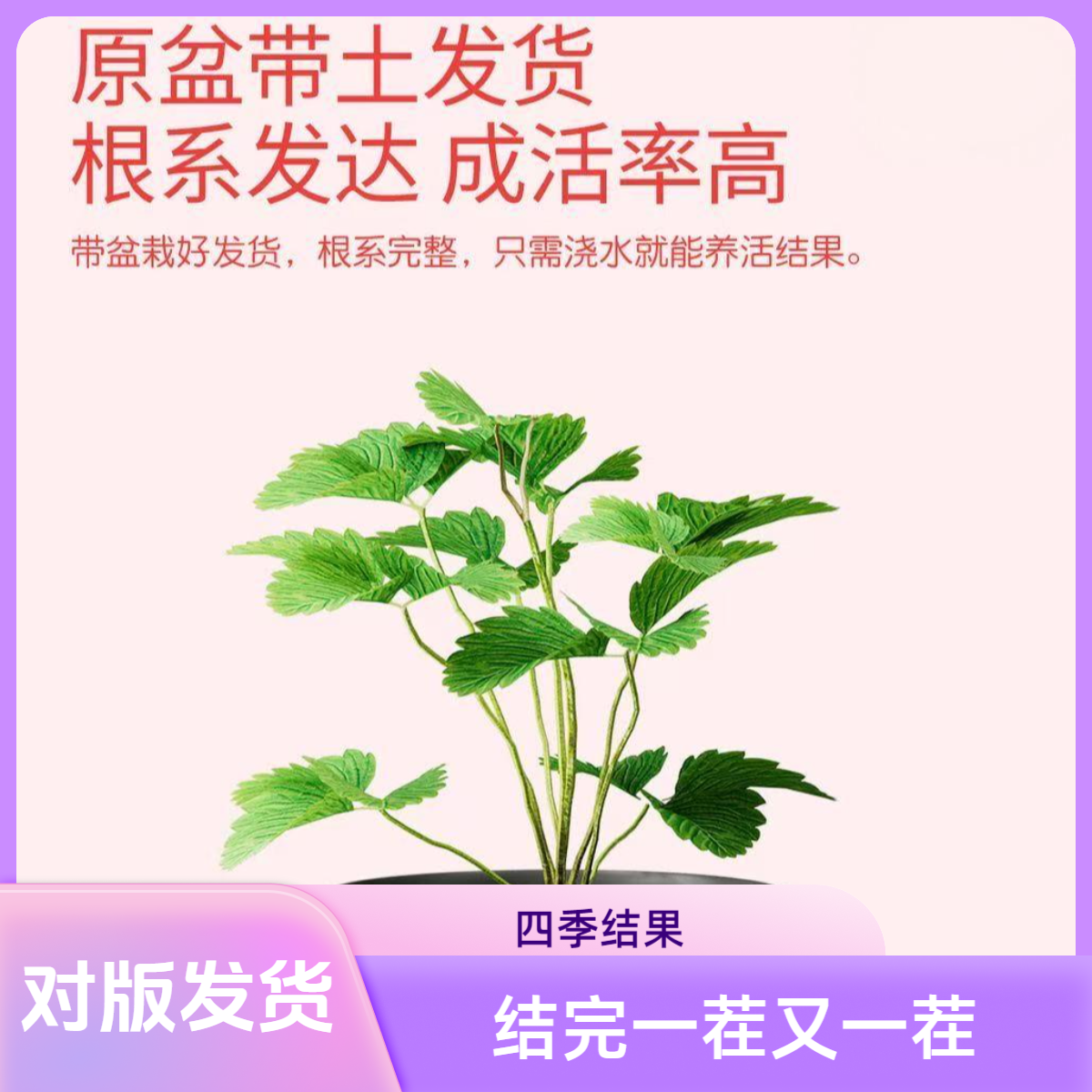精品草莓盆栽奶油草莓四季结果室内阳台种植易养活