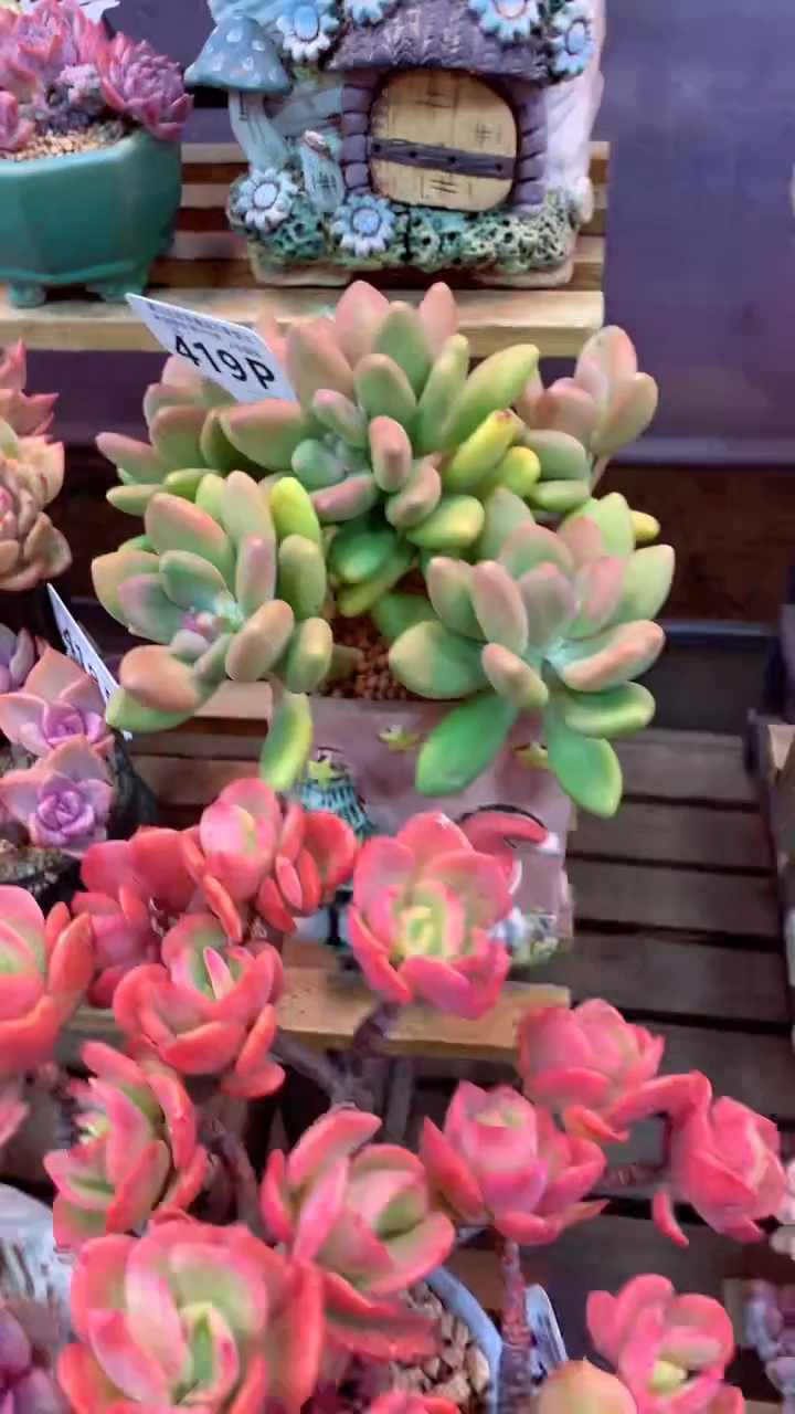 419P（一物一拍，精品多肉，所见即所得 ）