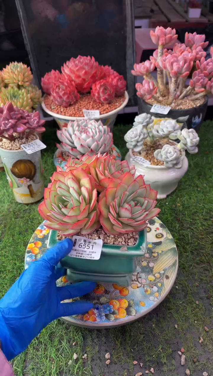 昆明印象多肉6551