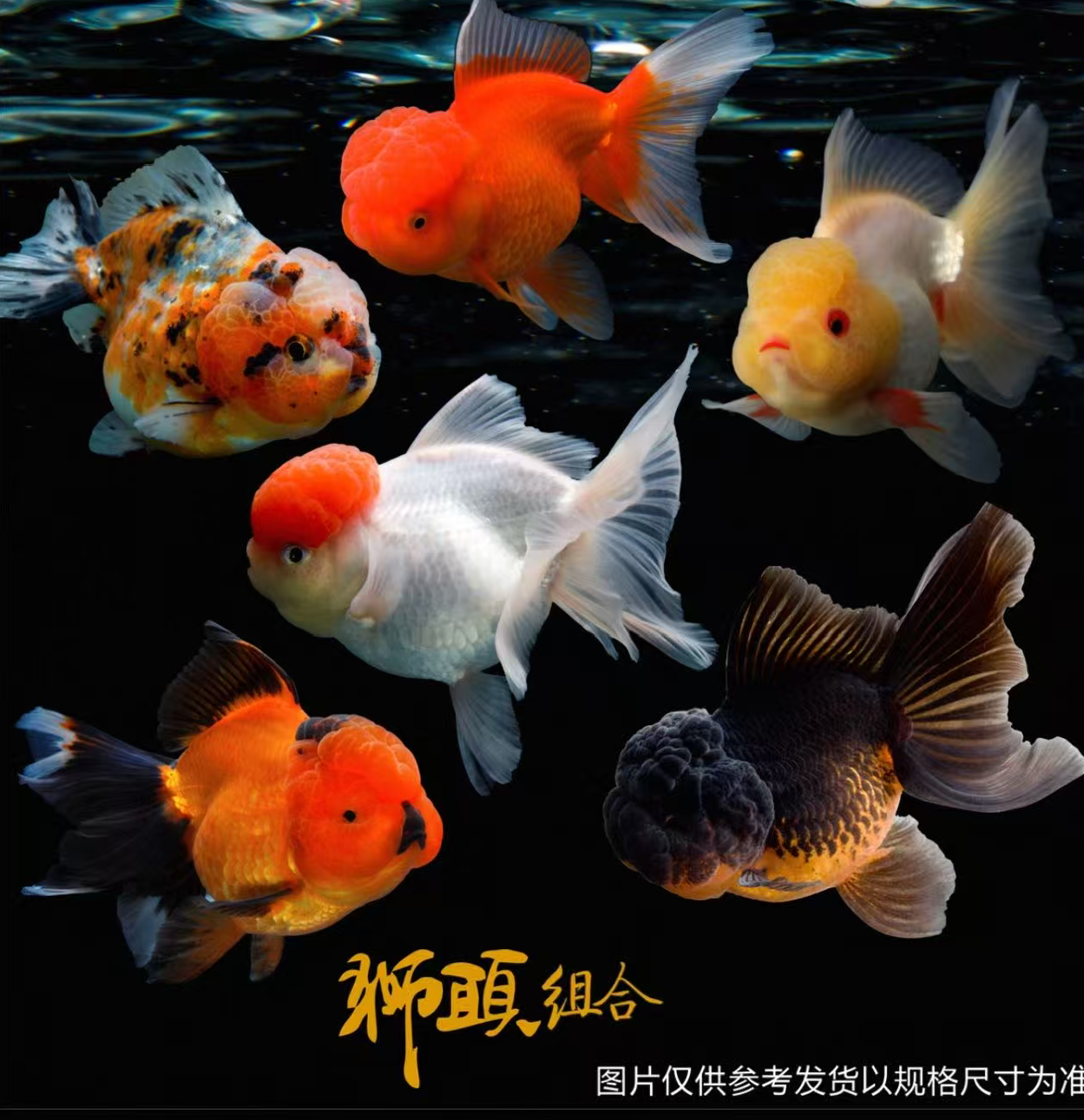 【国粹大金鱼】9-12厘米冷水鱼淡水鱼7条好养观赏鱼