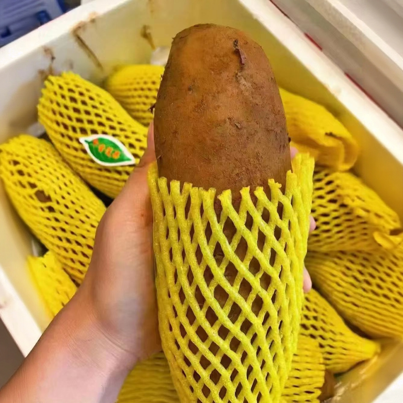 【新疆包邮】云南高原雪莲果云南省