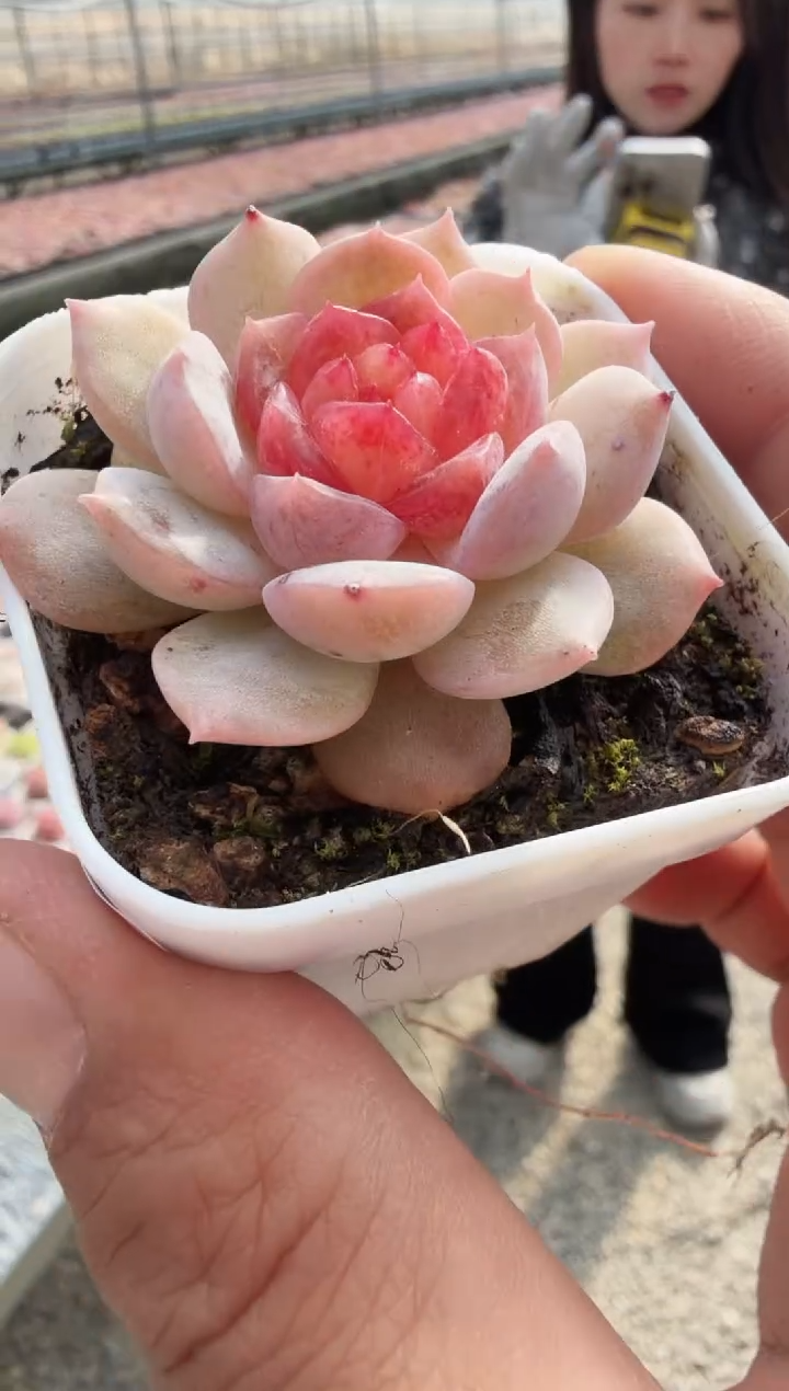 东云多肉园新款-39