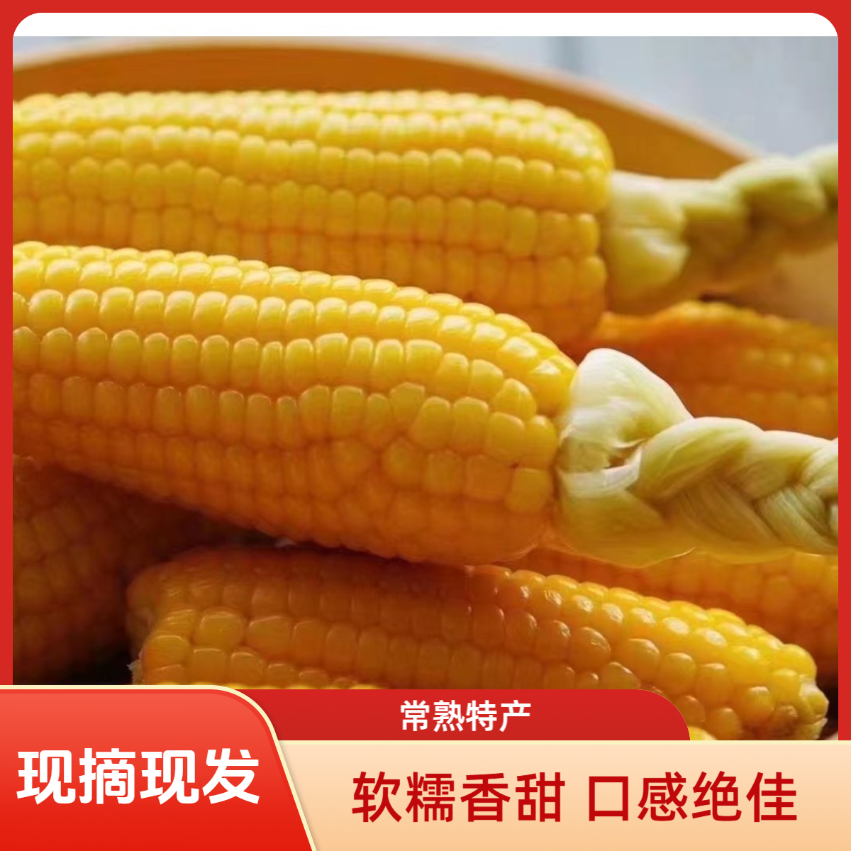 秋风情牌常熟特产董浜黄金小玉米甜糯，新鲜采摘、带壳发货，软糯香