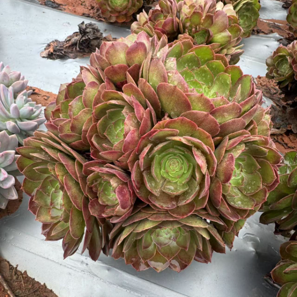 手捧万圣节法师  精品多肉 新手好栽 好养 云南昆明发货