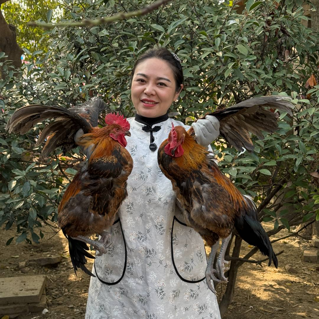 【两大只公鸡】7-8斤鸡场直发散养麻羽青脚土鸡农家散养鸡大公鸡