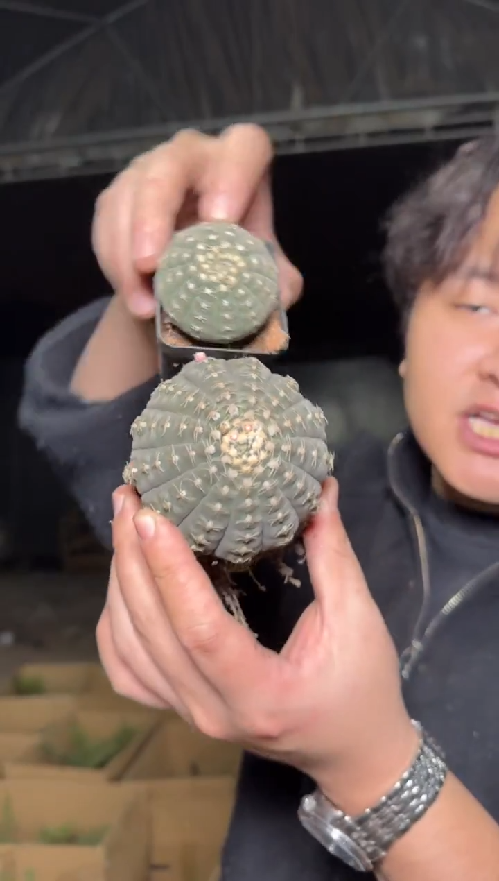 5-7cm 拉根【带根】