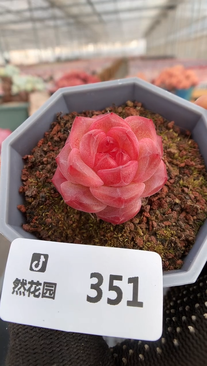 【闪购商品】351琥珀一物一拍