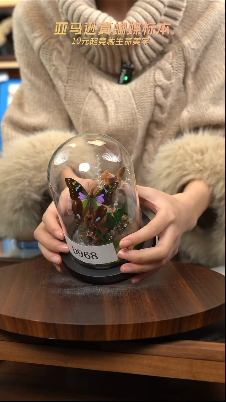 蝴蝶标本摆件竞拍d969