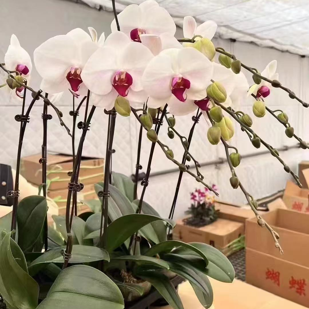 带花剑 大花系列 名贵品种 白花红心 蝴蝶兰  【2.5寸杯】叶片瑕疵