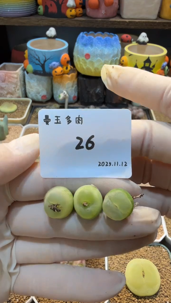 无花朵丁*25.11.12-26