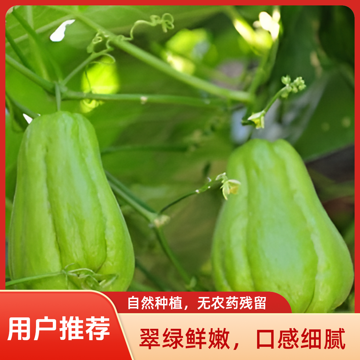 云南新鲜现摘佛手瓜清甜多汁蔬菜佛手瓜专属