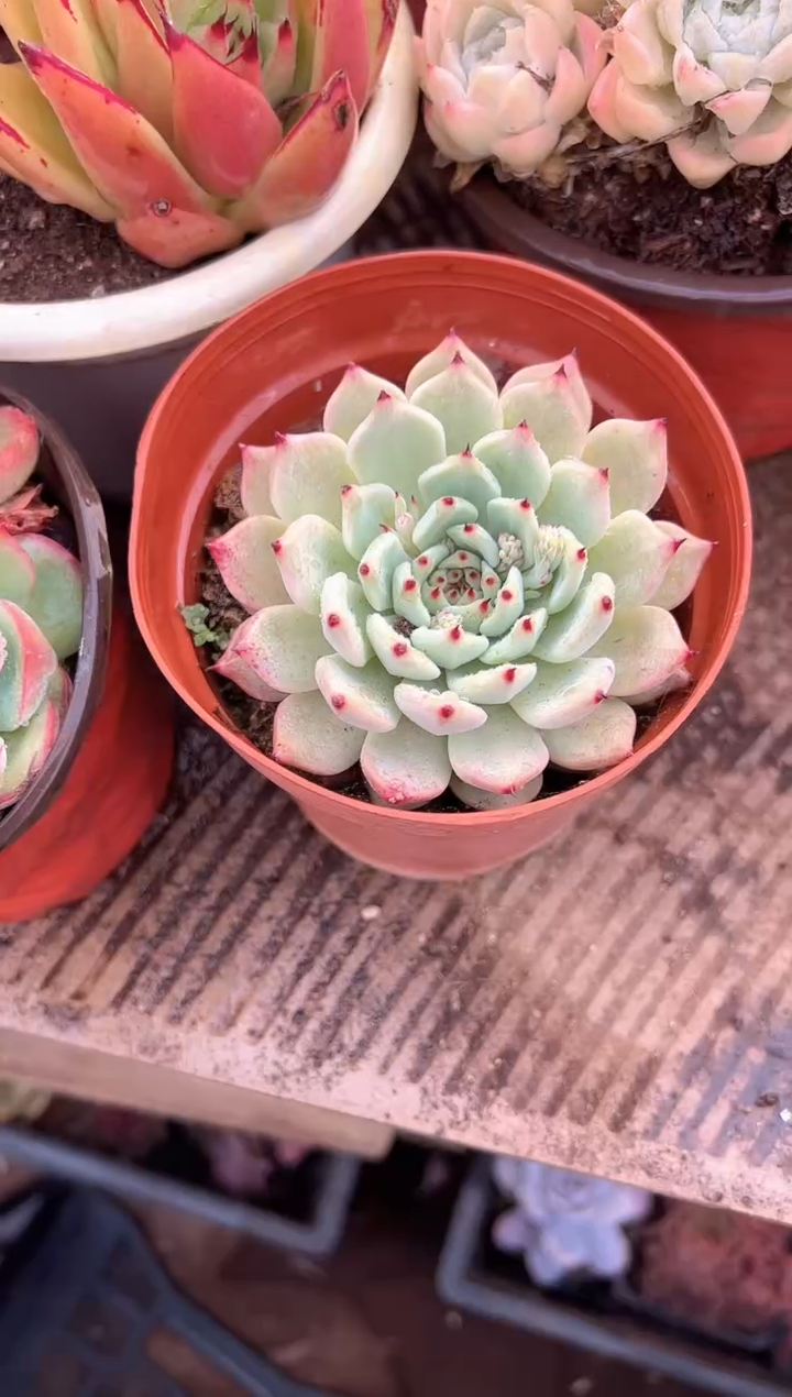 陈*初多肉植物一物一拍13281