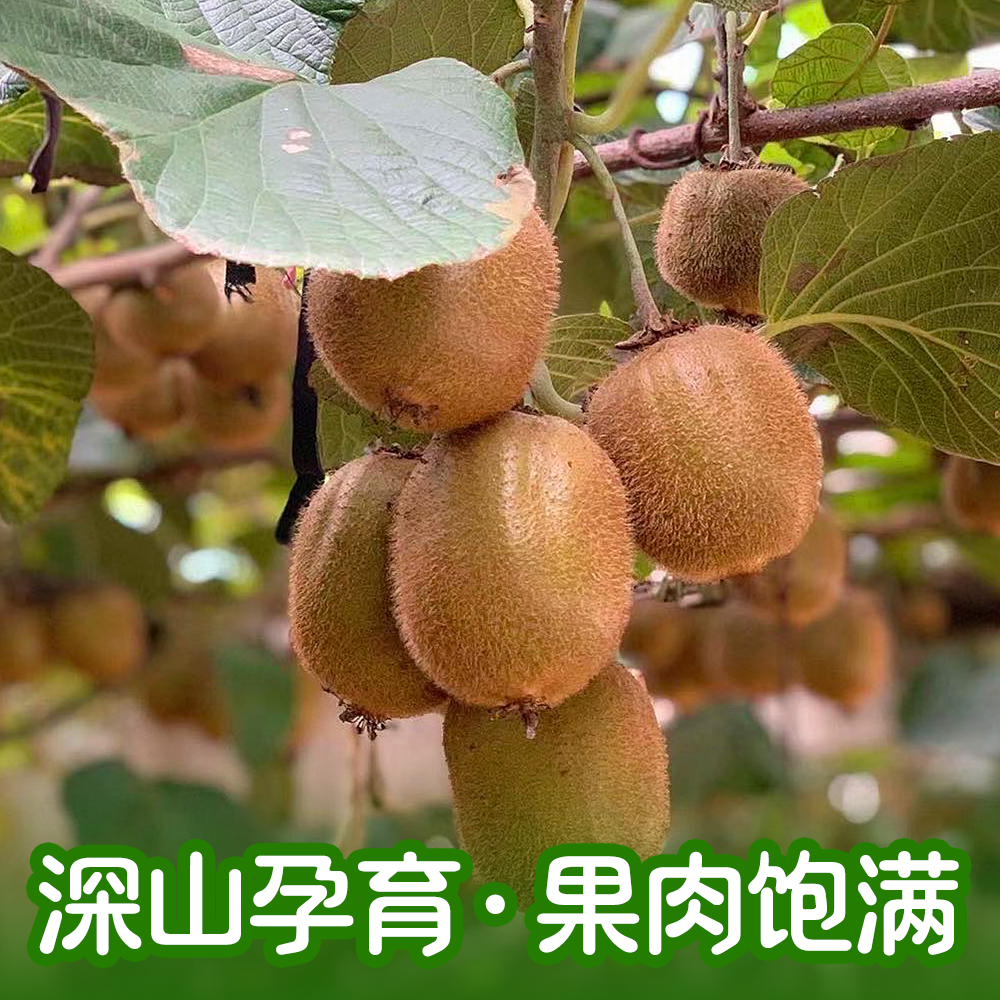 陕西徐香绿心猕猴桃新鲜应季水果香甜多汁