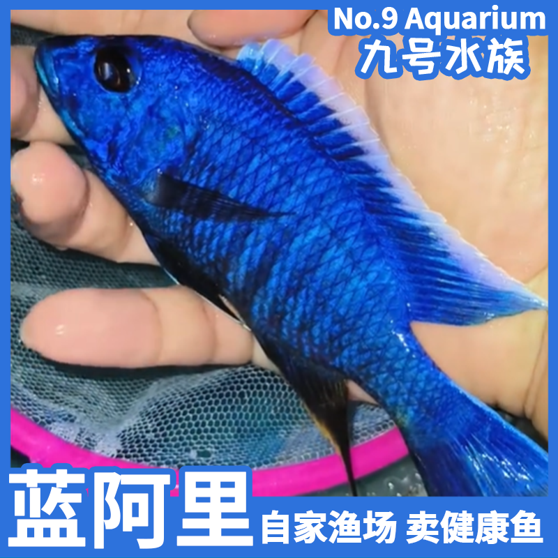 三湖慈鲷蓝阿里淡水马鲷银背金属蓝热带观赏鱼小鱼耐活好养自来水
