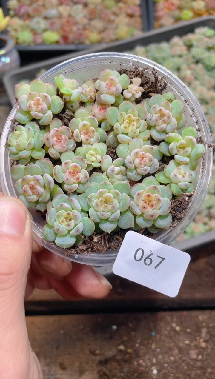 067果冻粉水晶  量拍