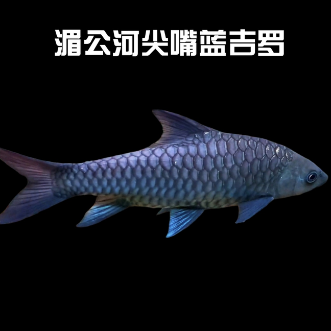 湄公河尖嘴蓝吉罗