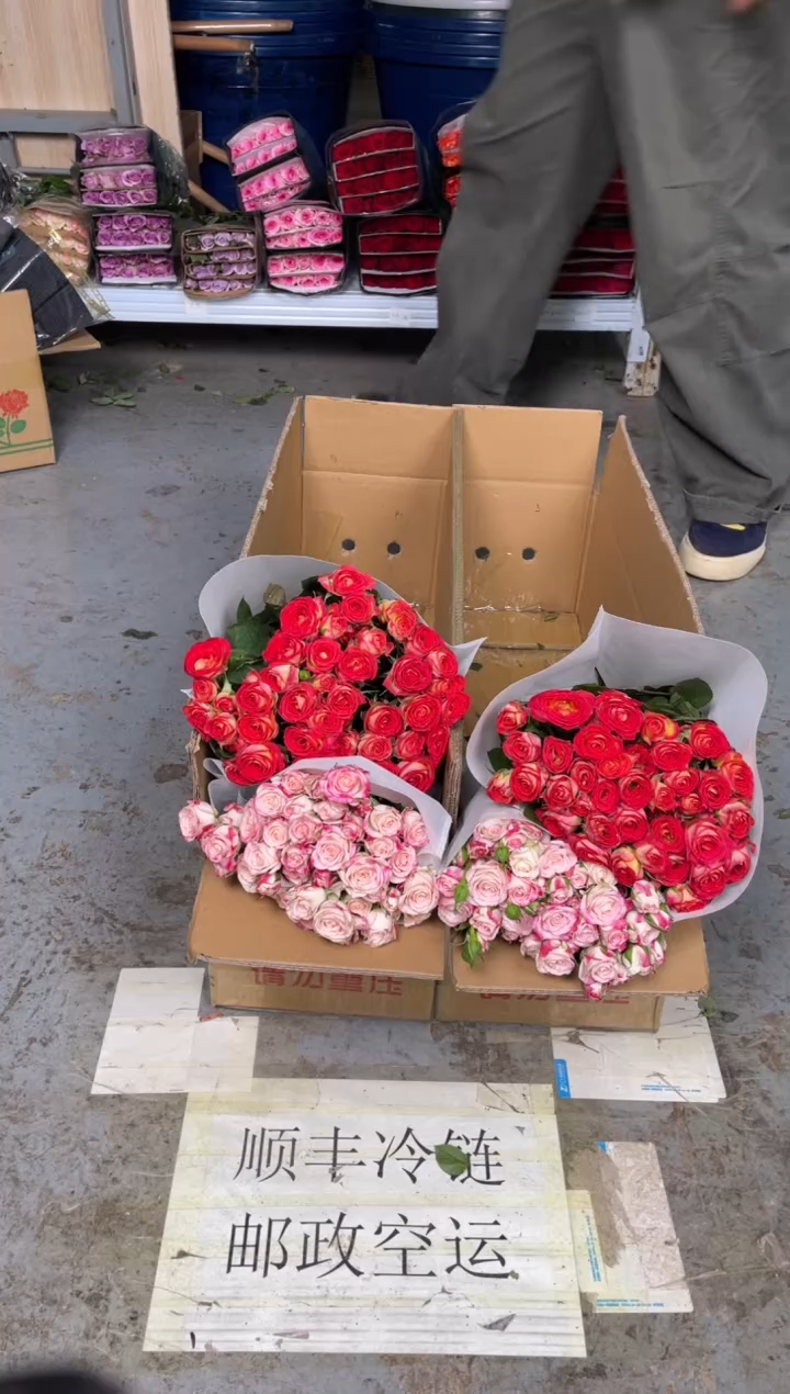 爱丽丝10枝+繁星10枝+折射10枝