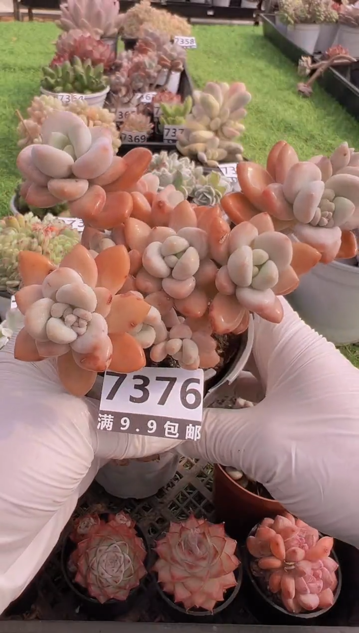 【闪购商品】信福多肉一物一拍