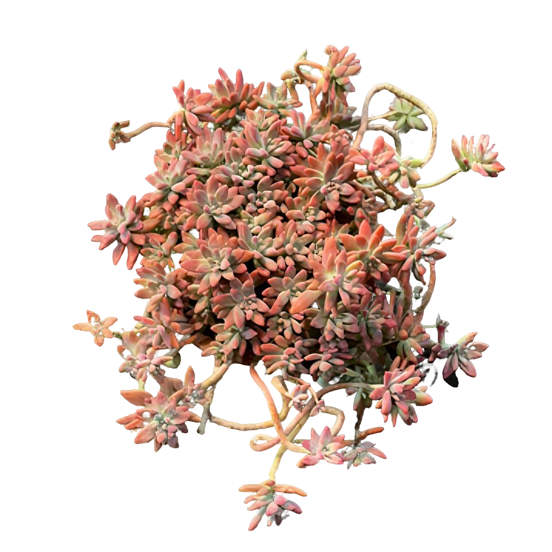 【精控秋丽】红色老桩精品盆栽绿植控养大型飘枝造型多肉