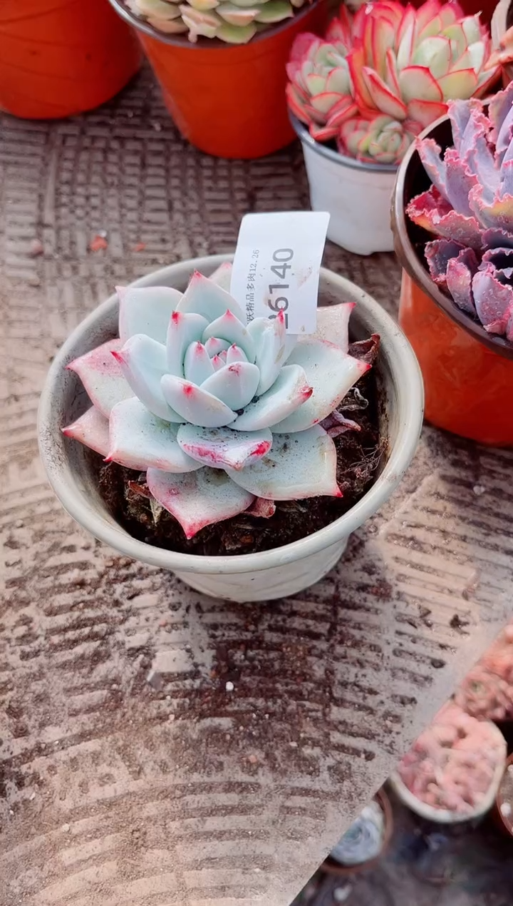 用****0跃跃精品多肉26140